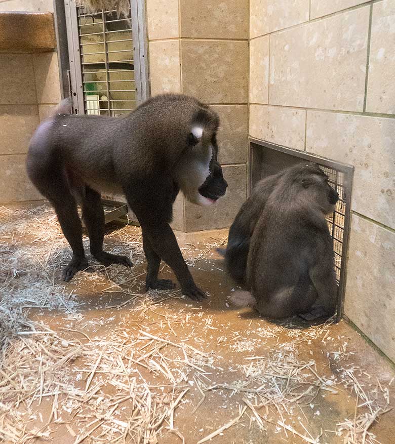 Die drei Wuppertaler Drille KANO, TRACEUSE und UYO am Kontaktgitter am 20. November 2019 im Affen-Haus im Zoologischen Garten​ der Stadt Wuppertal