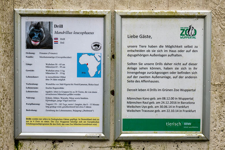 Informationen zu den Drillen am 13. Dezember 2023 an der Drill-Außenanlage am Affen-Haus im Wuppertaler Zoo