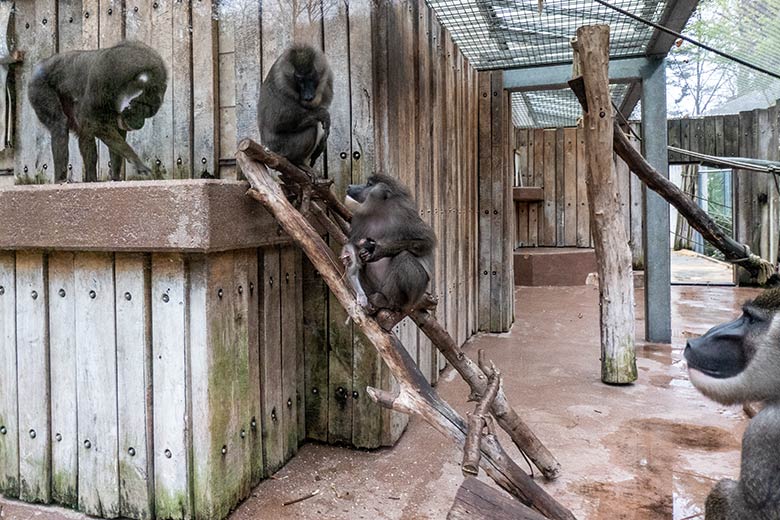 Die vier Wuppertaler Drille mit dem toten Drill-Jungtier am 14. Dezember 2023 auf der Drill-Außenanlage am Affen-Haus im Zoologischen Garten der Stadt Wuppertal