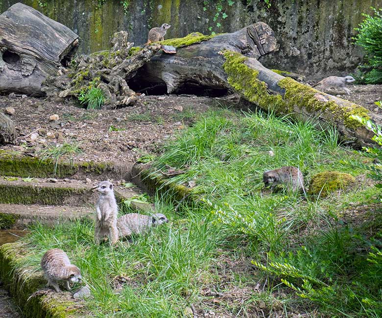 Sechs Erdmännchen am 27. April 2024 auf der Außenanlage im Grünen Zoo Wuppertal