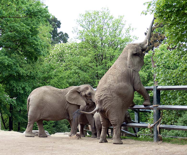 Afrikanische Elefanten-Kühe TIKA und SABIE am 2. Mai 2024 auf der größeren Außenanlage vor dem Elefanten-Haus im Wuppertaler Zoo