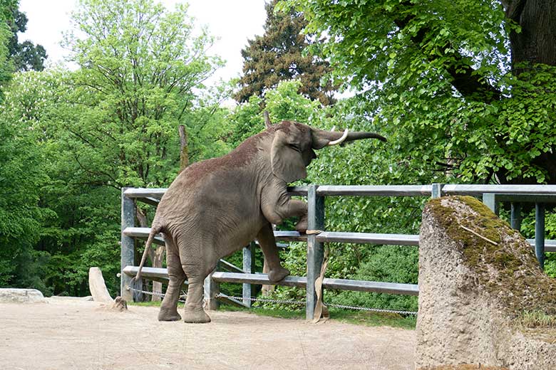 Afrikanische Elefanten-Kuh SWENI am 2. Mai 2024 auf der größeren Außenanlage vor dem Elefanten-Haus im Grünen Zoo Wuppertal