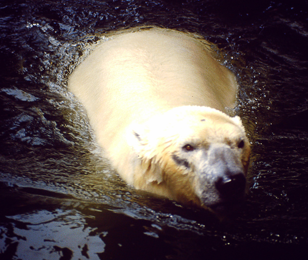 Eisbärin NINA im Wuppertaler Zoo am 28. Juli 1985