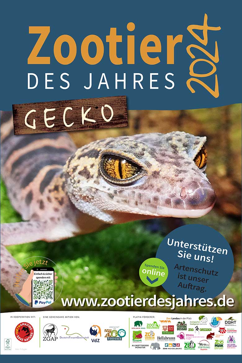 Plakat Zootier des Jahres 2024 Gecko (Pressebild Der Grüne Zoo Wuppertal)