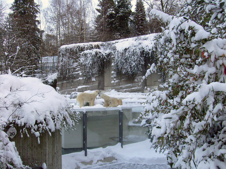 Anlage Nr. 20 Eisbären im Zoo Wuppertal im Dezember 2009