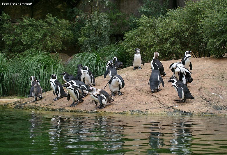 Anlage Nr. 18 Brillenpinguine im Zoo Wuppertal im August 2008 (Foto Peter Emmert)