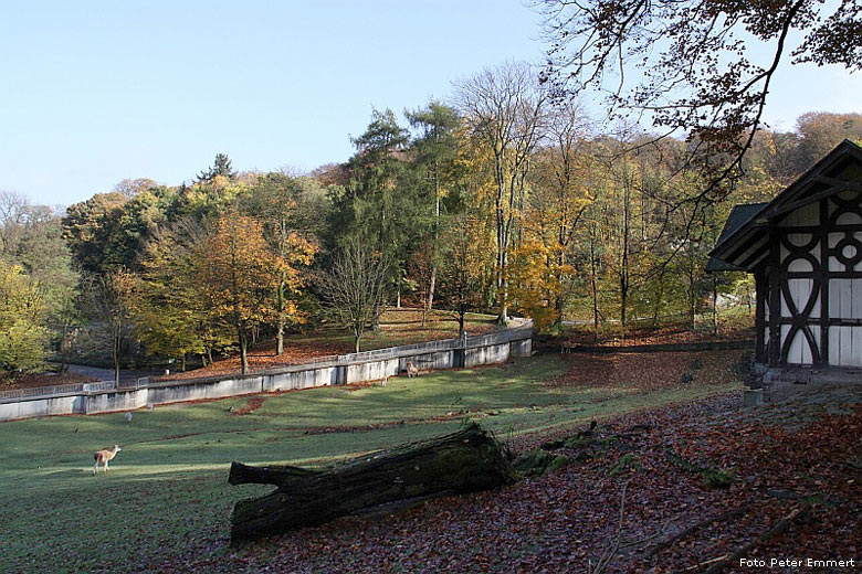 Anlage Nr. 29 Patagonien (Guanakos, Maras, Darwin-Nandus) im Zoo Wuppertal im Oktober 2008 (Foto Peter Emmert)