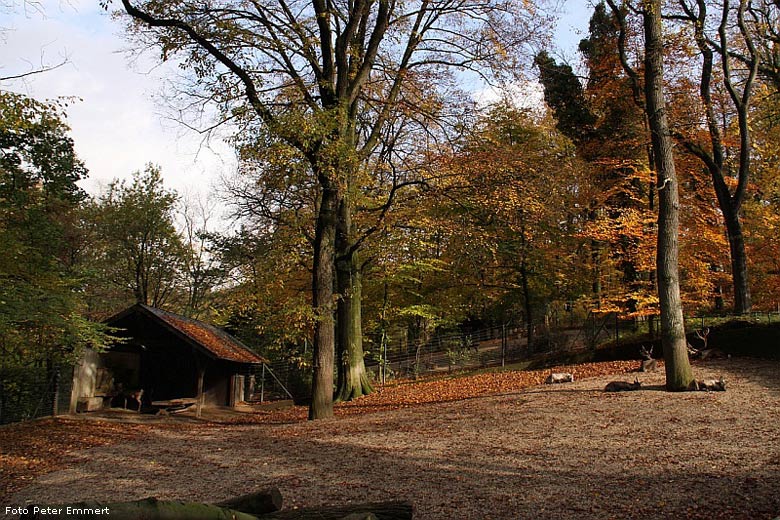 Anlage Nr. 31 Tierwelt Chinas (Takine, Hirsche, Kiangs) im Zoo Wuppertal im Oktober 2008. Rentiere. (Foto Peter Emmert)