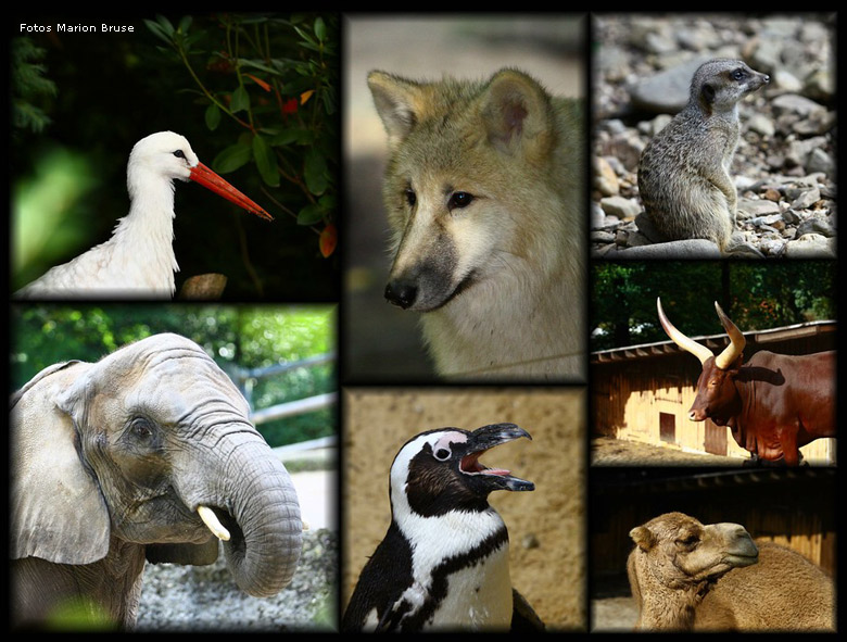 Tiere im Zoo Wuppertal - Collage (Fotos und Collage Marion Bruse)