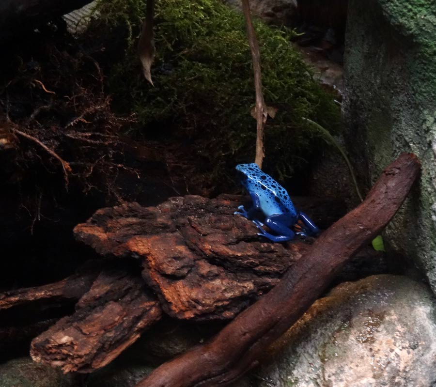 Blauer Pfeilgiftfrosch im Wuppertaler Zoo im Januar 2015