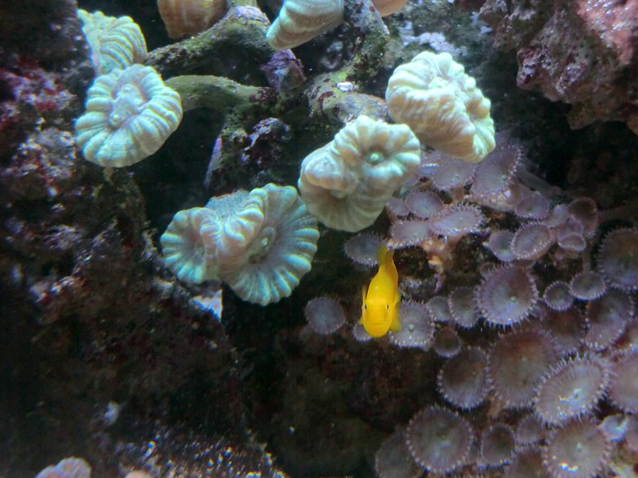 Gelbe Korallengrundel im Zoo Wuppertal im August 2014