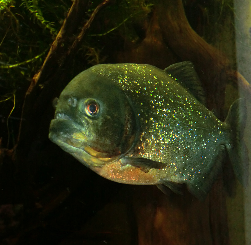 Piranha im Zoologischen Garten Wuppertal im November 2012