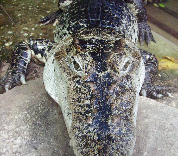 Neuguinea-Krokodil im Wuppertaler Zoo im Januar 2009