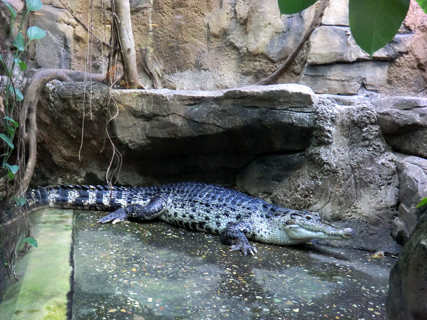 Neuguinea-Krokodil im Zoo Wuppertal im Februar 2012