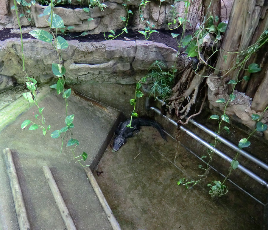 Stumpfkrokodil im Zoo Wuppertal am 10. April 2014