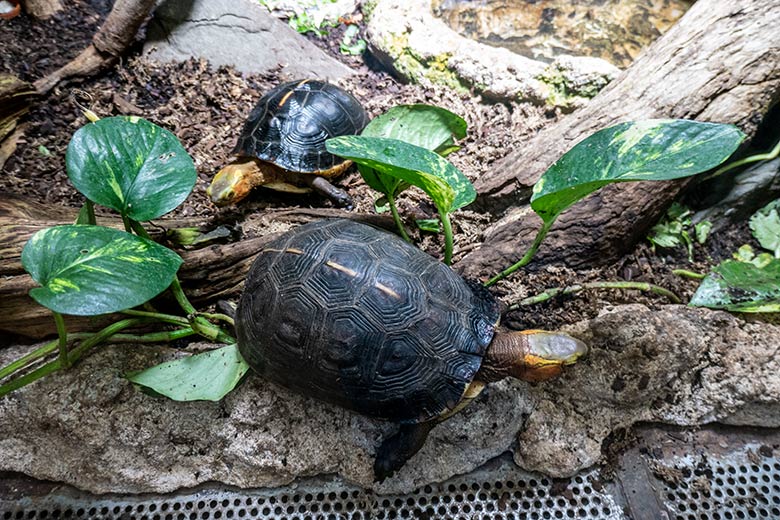 Gelbrand-Scharnierschildkröten am 29. Januar 2024 im Terrarium im Grünen Zoo Wuppertal