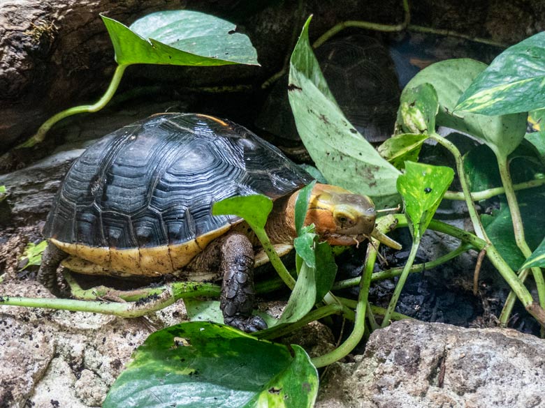 Gelbrand-Scharnierschildkröte und Futter-Tier am 29. Januar 2024 im Terrarium im Wuppertaler Zoo