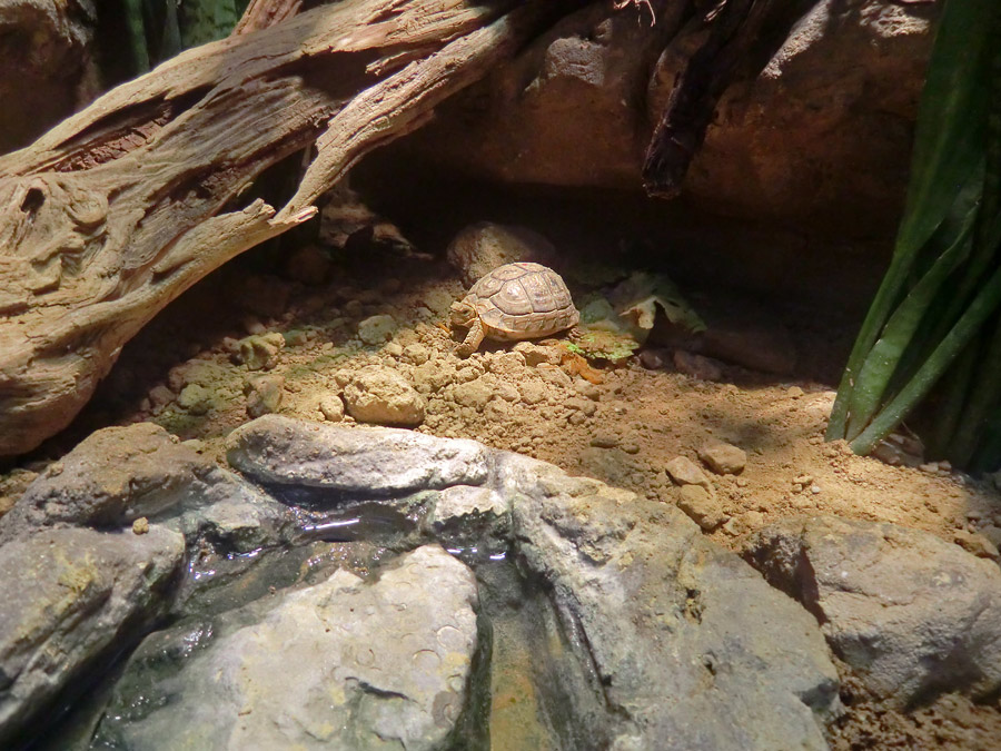 Ägyptische Landschildkröte im Zoo Wuppertal im Dezember 2012