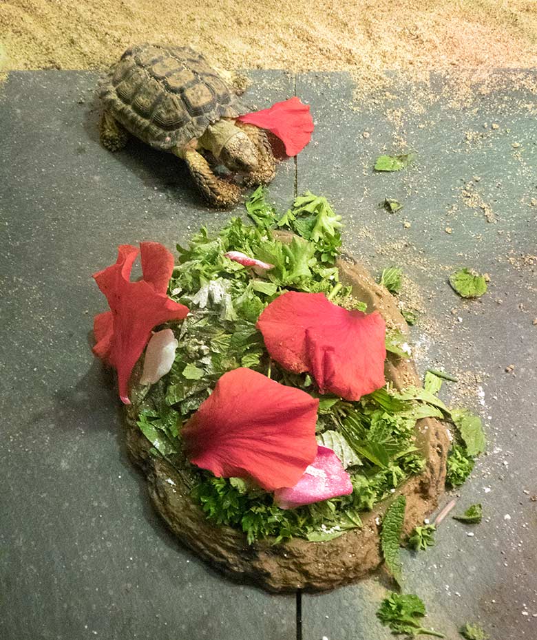 Gesägte Flachschildkröte am 19. Juli 2019 im Schau-Terrarium im Großkatzenhaus im Zoologischen Garten der Stadt Wuppertal