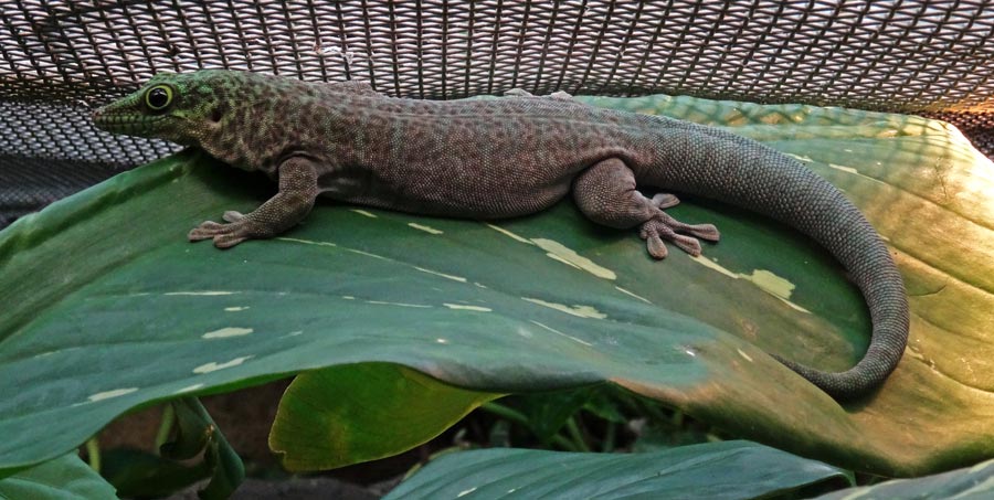 Dornwald-Taggecko im Zoo Wuppertal am 19. September 2015