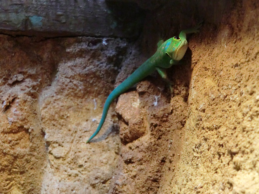 Pasteurs Taggecko im Wuppertaler Zoo am 1. August 2013