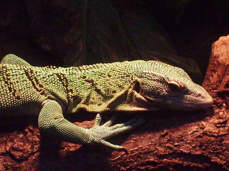 Smaragdwaran im Wuppertaler Zoo am 8. Mai 2010