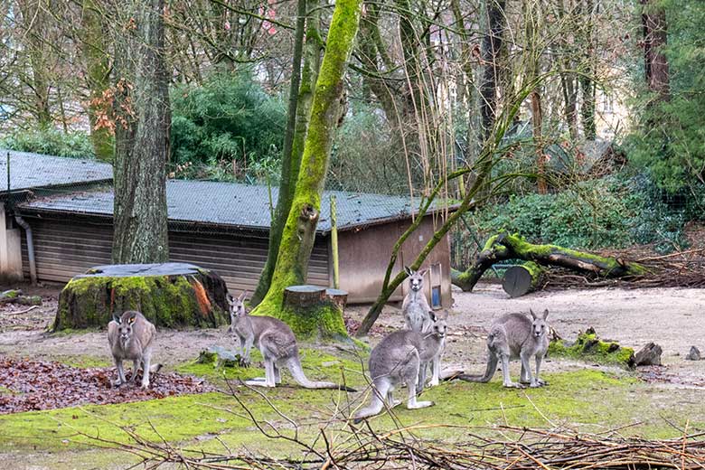 Östliche Graue Riesenkängurus am 4. Januar 2024 auf der derzeitigen Känguru-Anlage im Grünen Zoo Wuppertal