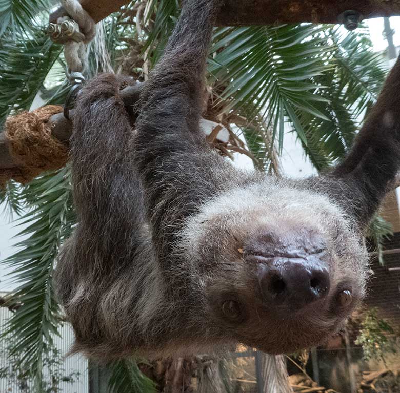 Zweifingerfaultier Weibchen SARITA am 30. September 2019 im Südamerika-Haus im Wuppertaler Zoo
