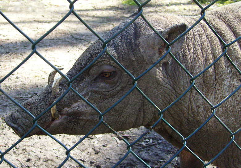 Hirscheber im Zoologischen Garten Wuppertal im April 2010