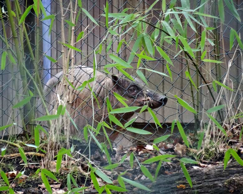 Neues Hirscheber-Männchen am 18. Februar 2017 im Grünen Zoo Wuppertal