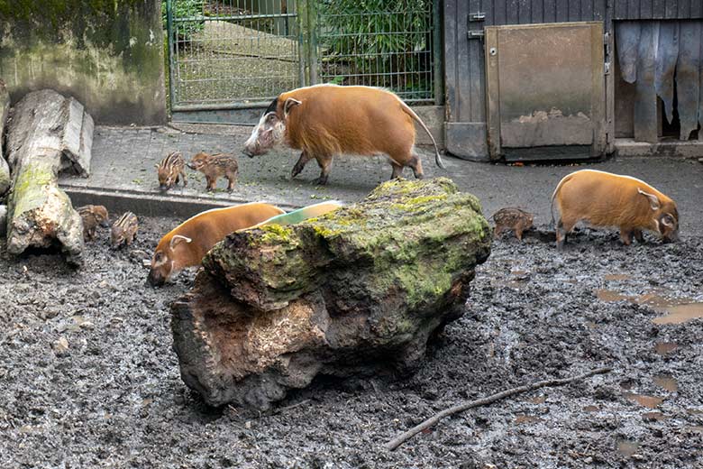 Pinselohrschweine mit den fünf Ferkeln am 25. April 2024 auf der Außenanlage im Zoo Wuppertal
