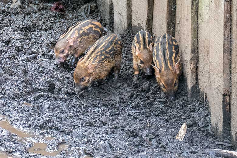 Vier der fünf Pinselohrschwein-Ferkel am 25. April 2024 auf der Außenanlage im Grünen Zoo Wuppertal