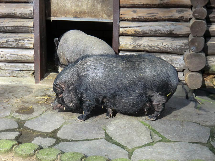 Hängebauchschweine im Wuppertaler Zoo im März 2014