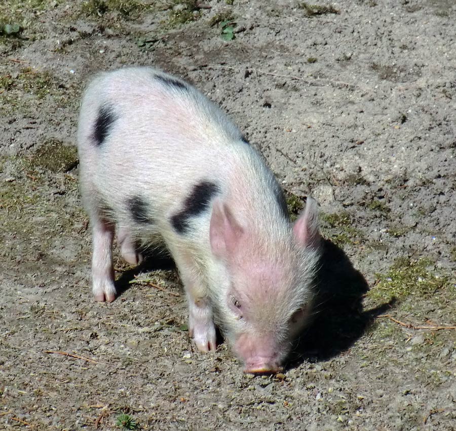 Mini-Schwein im Wuppertaler Zoo im April 2013