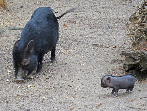 Mini-Schwein-Jungtier Ende Januar 2016 im Wuppertaler Zoo