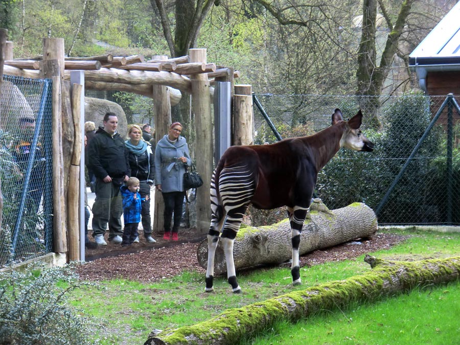Okapi im Zoo Wuppertal im April 2012