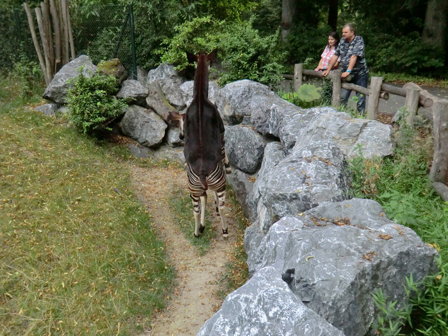 Okapis beim Paarungsversuch im Wuppertaler Zoo am 11. August 2013