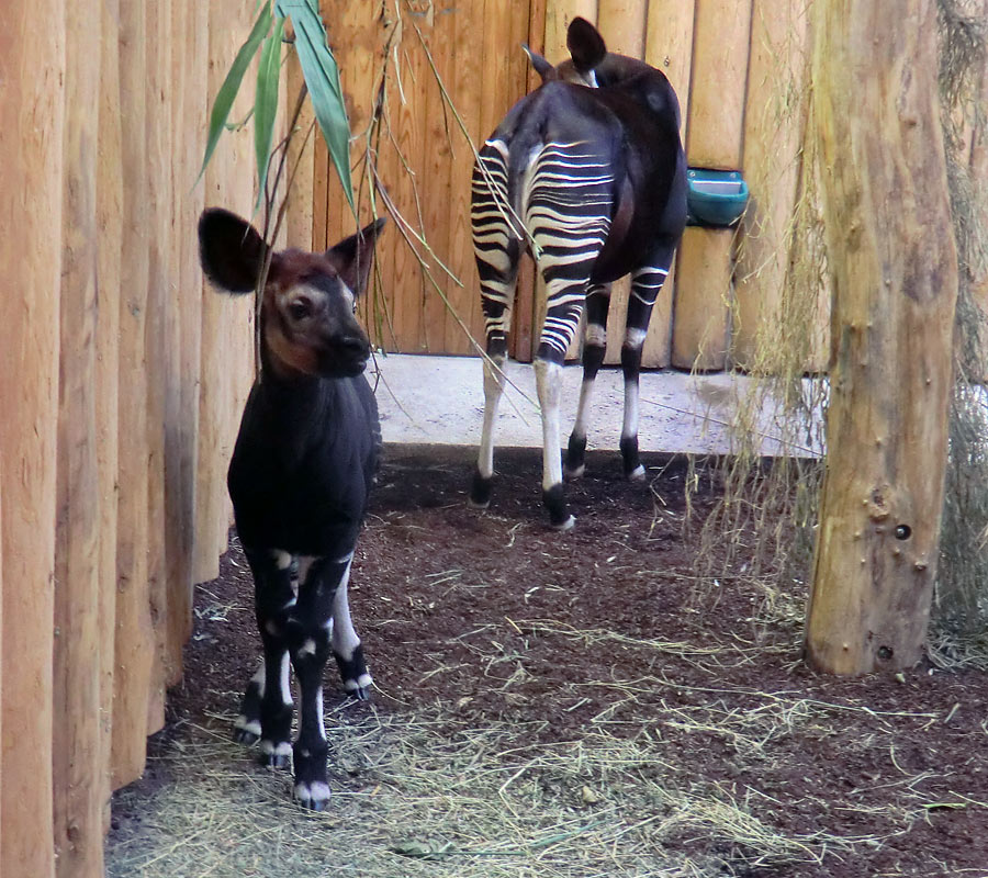 Okapi-Jungtier ZIA mit Okapi-Mutter LOMELA im Zoo Wuppertal am 8. November 2014