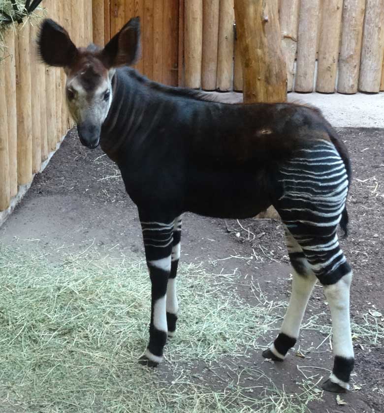 Okapi-Jungtier ELANI am 6. Februar 2017 im Okapi-Haus im Grünen Zoo Wuppertal