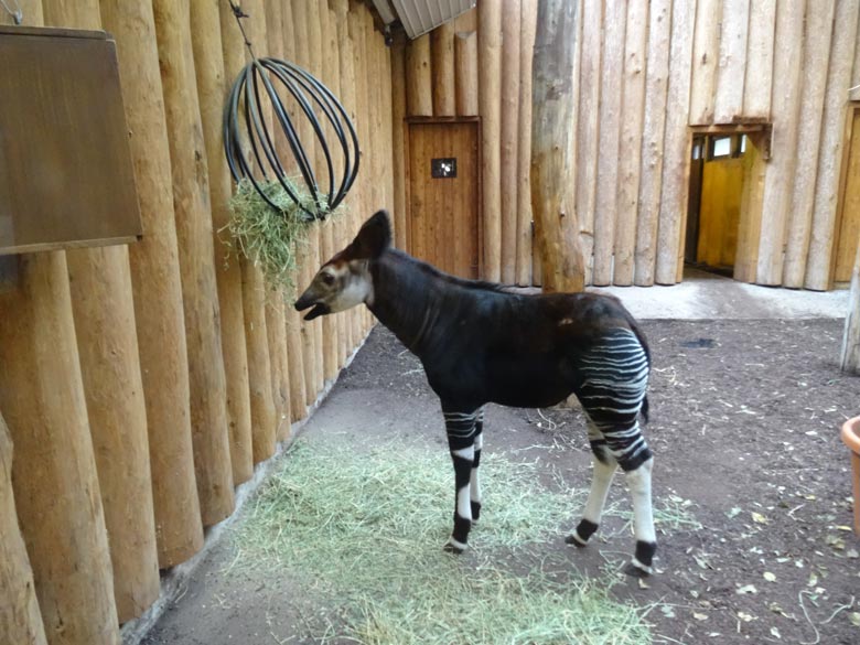 Okapi-Jungtier ELANI am 6. Februar 2017 im Okapi-Haus im Wuppertaler Zoo
