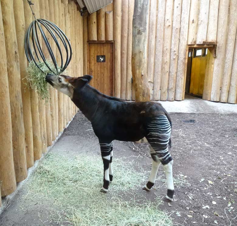 Okapi-Jungtier ELANI am 6. Februar 2017 im Okapi-Haus im Zoologischen Garten der Stadt Wuppertal