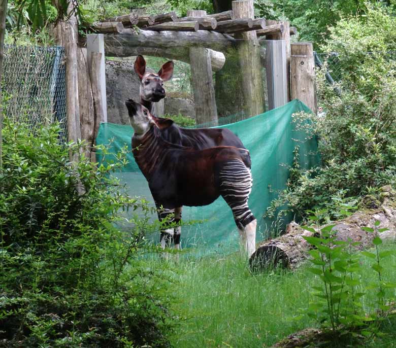 Okapi-Jungtier ELANI mit Okapi-Mutter LOMELA am 28. Mai 2017 auf der Außenanlage im Zoologischen Garten der Stadt Wuppertal