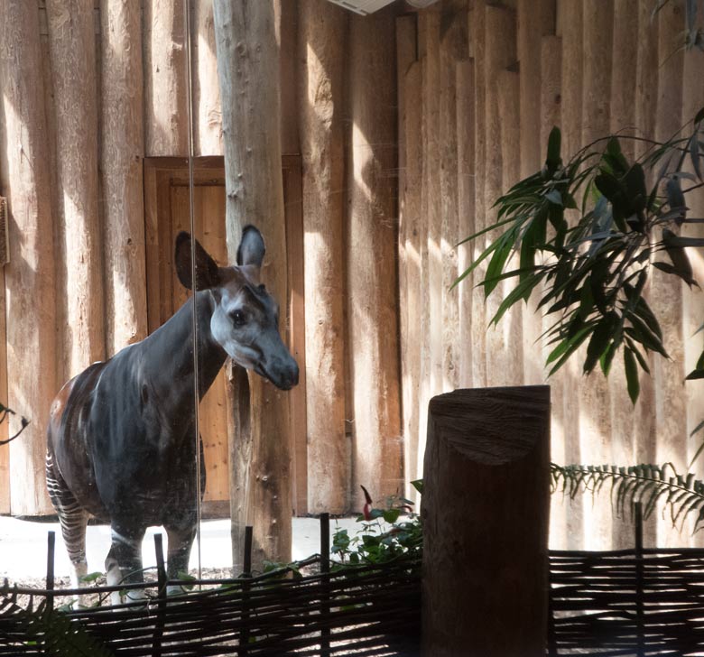 Okapi-Weibchen HAKIMA am 20. Juli 2018 im Okapihaus im Zoo Wuppertal
