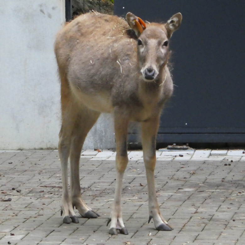 Milu am 21. September 2017 in der neuen Miluanlage im Wuppertaler Zoo