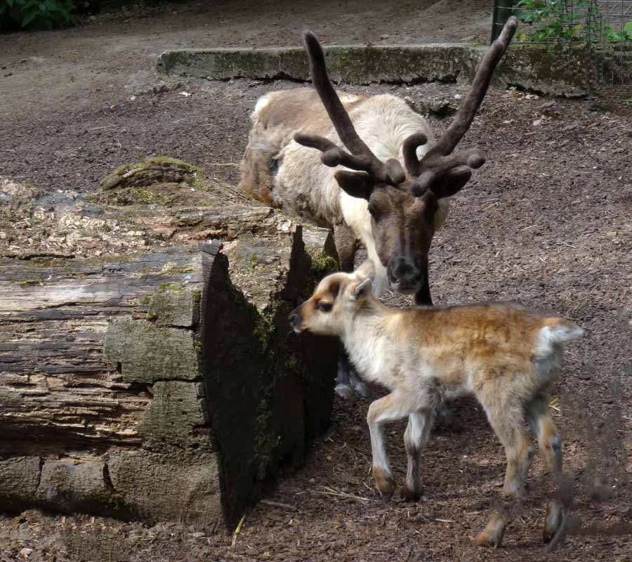 Rentier Jungtier im Zoo Wuppertal im Mai 2015