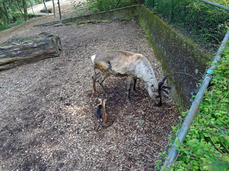 Rentier-Mutter mit Jungtier am 7. Mai 2017 im Grünen Zoo Wuppertal