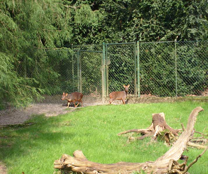Südlicher Pudu im Zoologischen Garten Wuppertal im April 2008