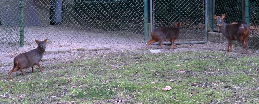 Südliche Pudus im Zoo Wuppertal im Februar 2011