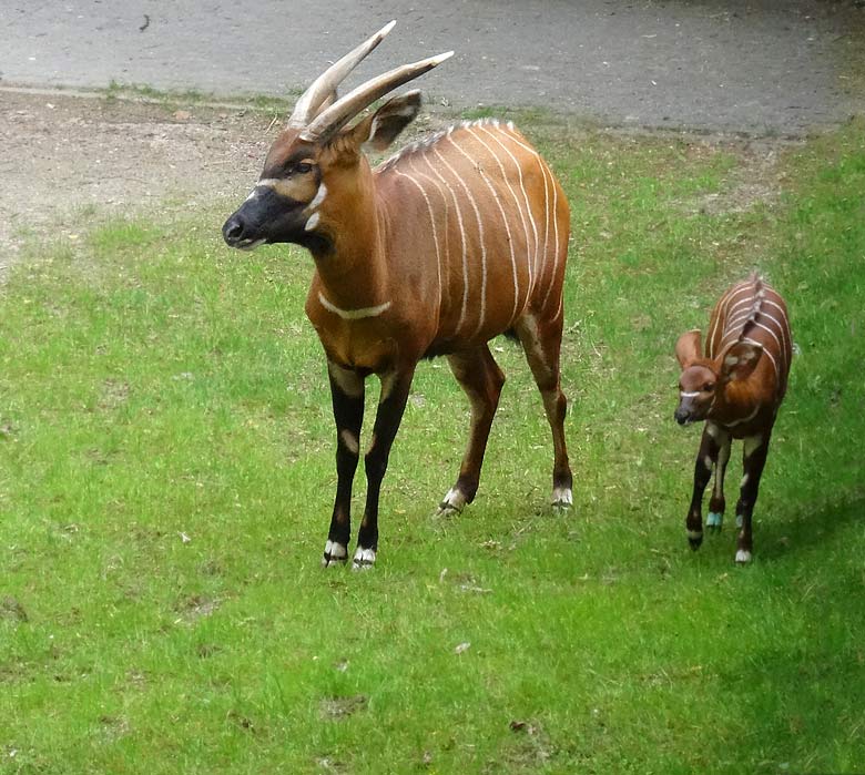 Bongo-Mutter mit Bongo-Jungtier am 13. Mai 2017 im Wuppertaler Zoo
