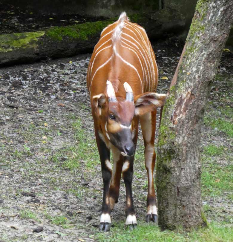 Das ältere Bongo-Jungtier beobachtete am 23. Juli 2017 im Zoo Wuppertal aus sicherer Entfernung das Treiben der beiden anderen Bongos